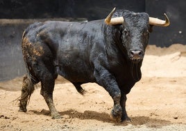 Vuelven los toros de Santiago Domecq, el gran triunfador del 2024 en la Maestranza