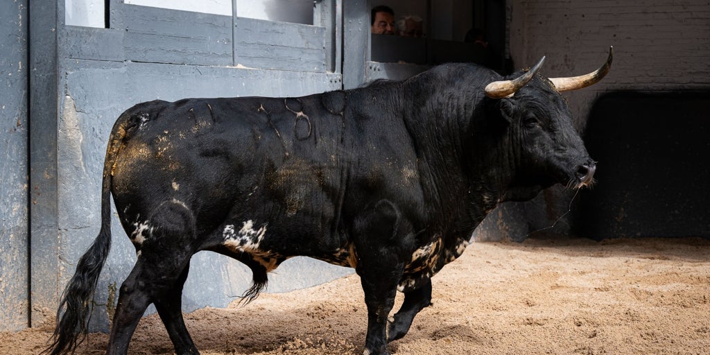 Primer sorteo de San Isidro: las cuadrillas apuestan por el quinto