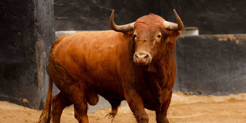 Los toros de Garcigrande para Morante de la Puebla, Daniel Luque y Tomás Rufo
