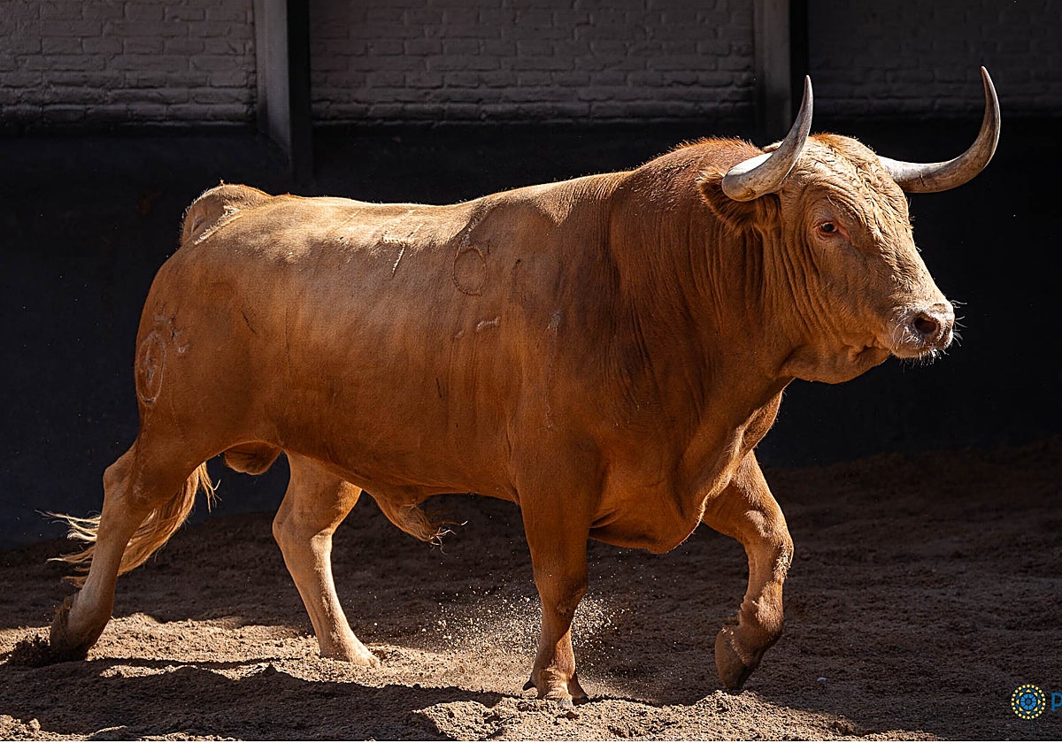 Burgalito, quinto de la tarde