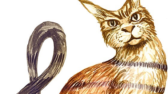 Para no parecer un gato