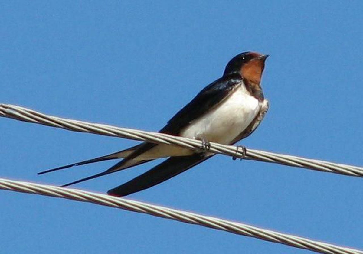 Imagen de archivo de una golondrina, que suele ser confundida con los vencejos por su cola ahorquillada.