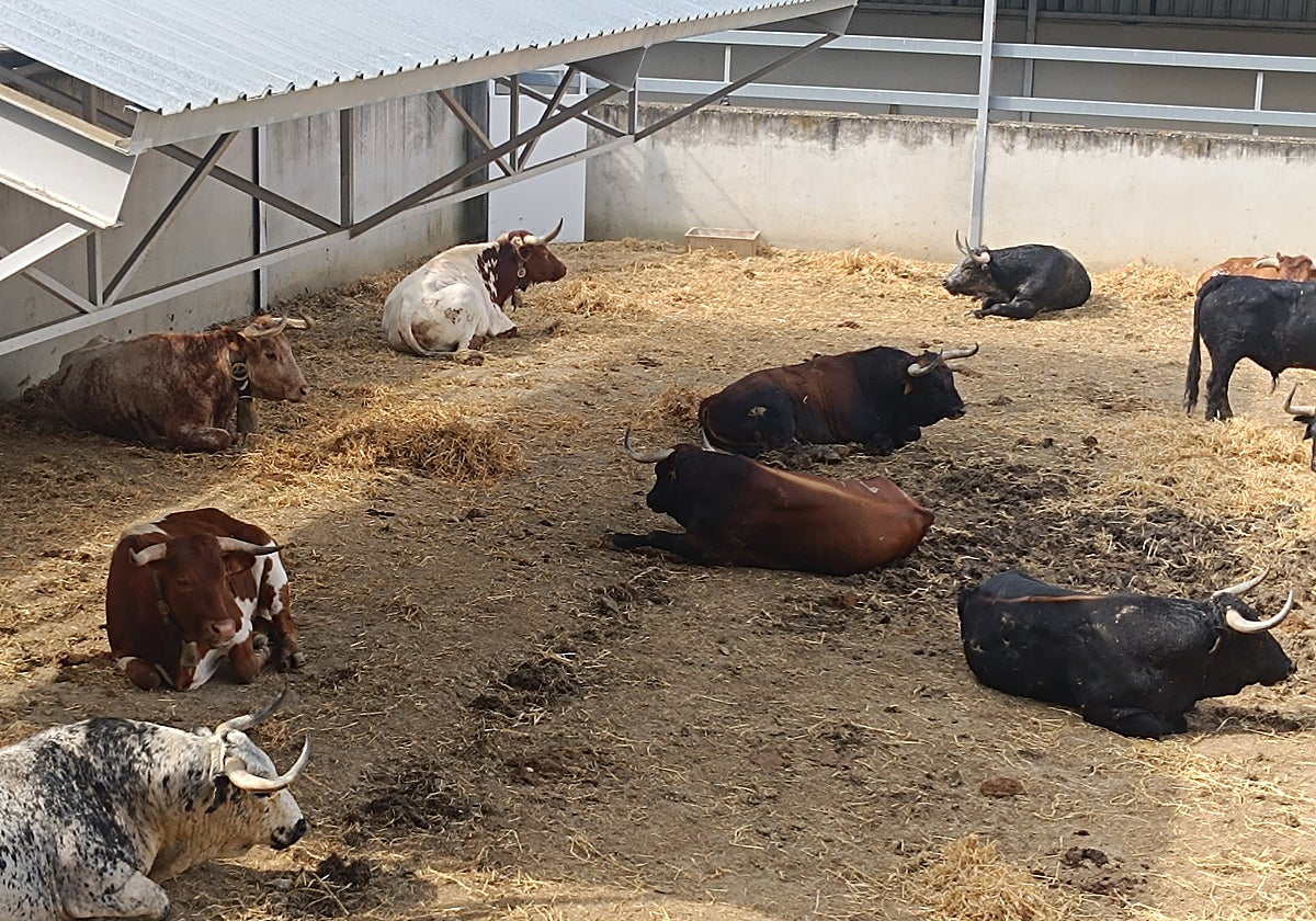La 'paz' de los toros de Cebada Gago tras la gresca de la madrugada del 5 de julio