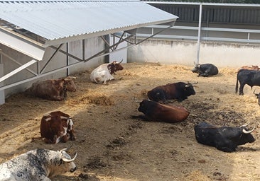 Los Corrales del Gas, el sanctasanctórum del toro tras el zumbido del Chupinazo