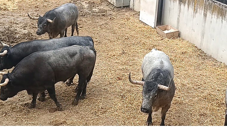 Toros de José Escolar