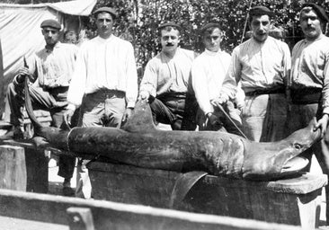 1918: El verano en que los tiburones acecharon las playas españolas