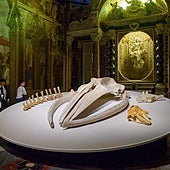 ¡Últimas noticias de Moby Dick! ¡La gran ballena avistada en Génova!