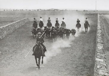 Tesoros ocultos en el Oeste bravo: un toro, un hombre y un caballo