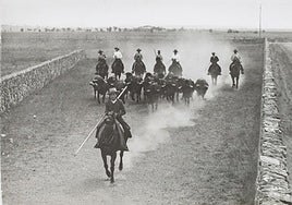 Tesoros ocultos en el Oeste bravo: un toro, un hombre y un caballo