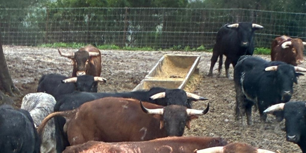 Alarma en el campo bravo por el temporal: «Los toros están ya  ahogados , hay bajas, las peñuzas se ablandan y no se rematan»