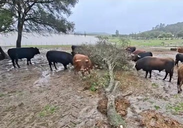 Alarma en el campo: «Los toros están 'ahogados', las pezuñas se ablandan y no se rematan»