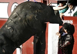 El eterno debate del toro grande o no grande: «Un toro de muchas arrobas resulta fatigoso»