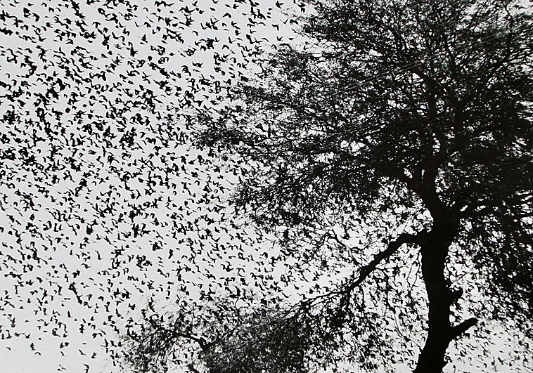 'Árbol con pájaros. México' (1990), de Graciela Iturbide