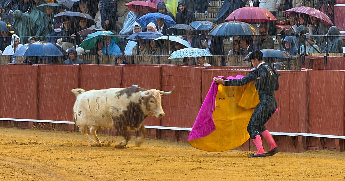 La oreja que se llevó la lluvia…