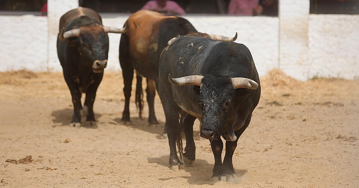 Real Venta de Antequera'da efsanevi Miura boğalarını görmek için son gün