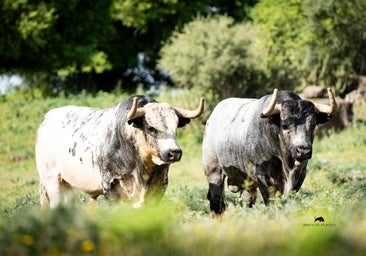 La doble cita de La Quinta en Las Ventas: «La presentación es una obligación del ganadero»