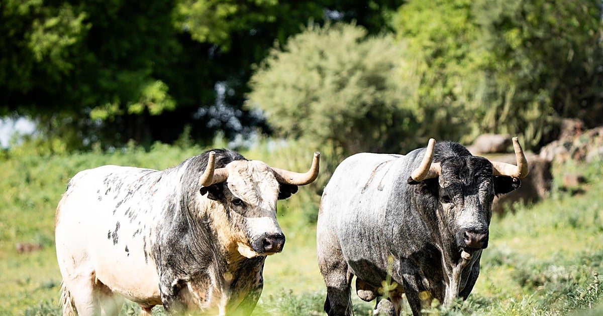 La doble cita de La Quinta en Las Ventas: «La presentación es una obligación del ganadero»