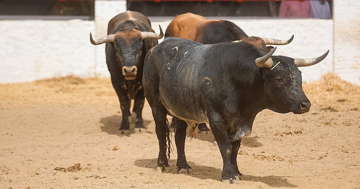 Lances de Futuro exhibirá los toros del Corpus en la Real Venta de Antequera y convertirá Adriano en una gran fiesta taurina