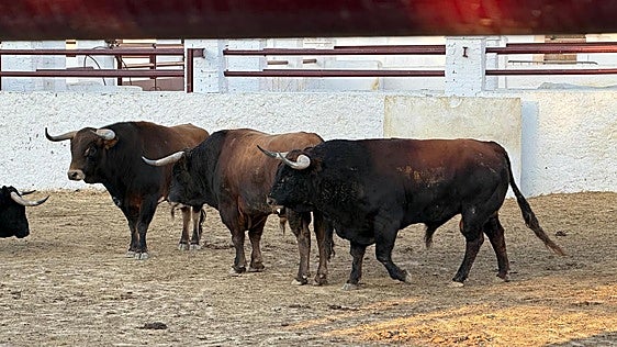 Los toros vuelven a la Venta de Antequera