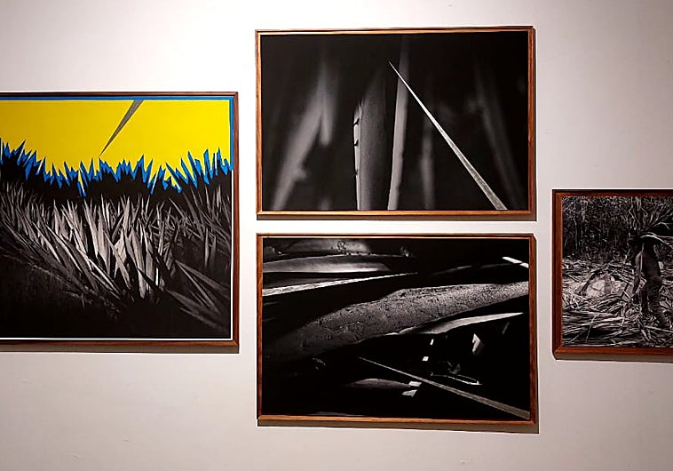 Imagen principal - En las imágenes, heliografías de Roberto Vázquez en Z CLub Galería; obra de Sasha Simeen g. gallery; y fotografía de de Santiago Carrera, de la galería Skiaskope