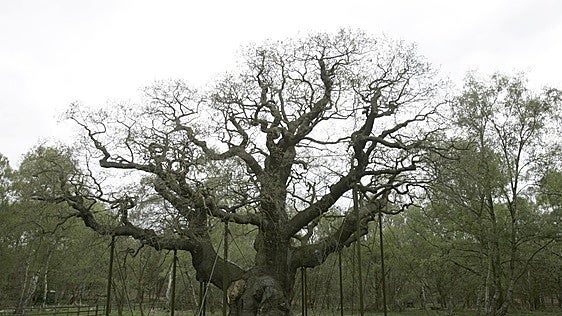 Muere el milenario roble que dio cobijo a Robin Hood