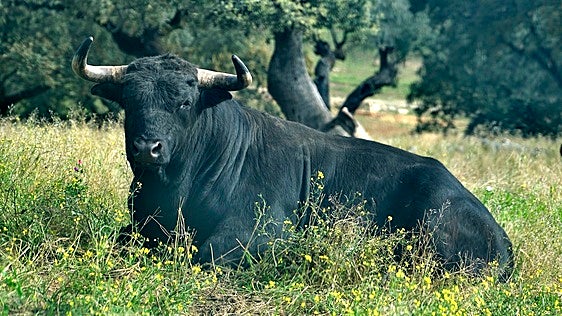 La tauromaquia también tiene su sitio en el pacto de gobernabilidad de Andalucía