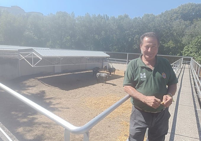 Curro, guardián de los Corrales del Gas desde hace veinte años, con los toros de Escolar al fondo
