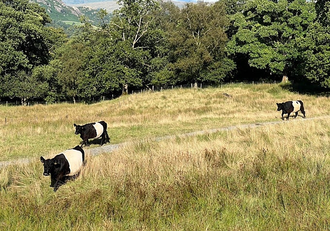 Algunas ovejas en las rutas de senderismo de Lake District