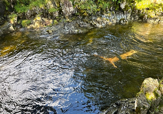 Un río en el que poder hacer 'wildswimming'