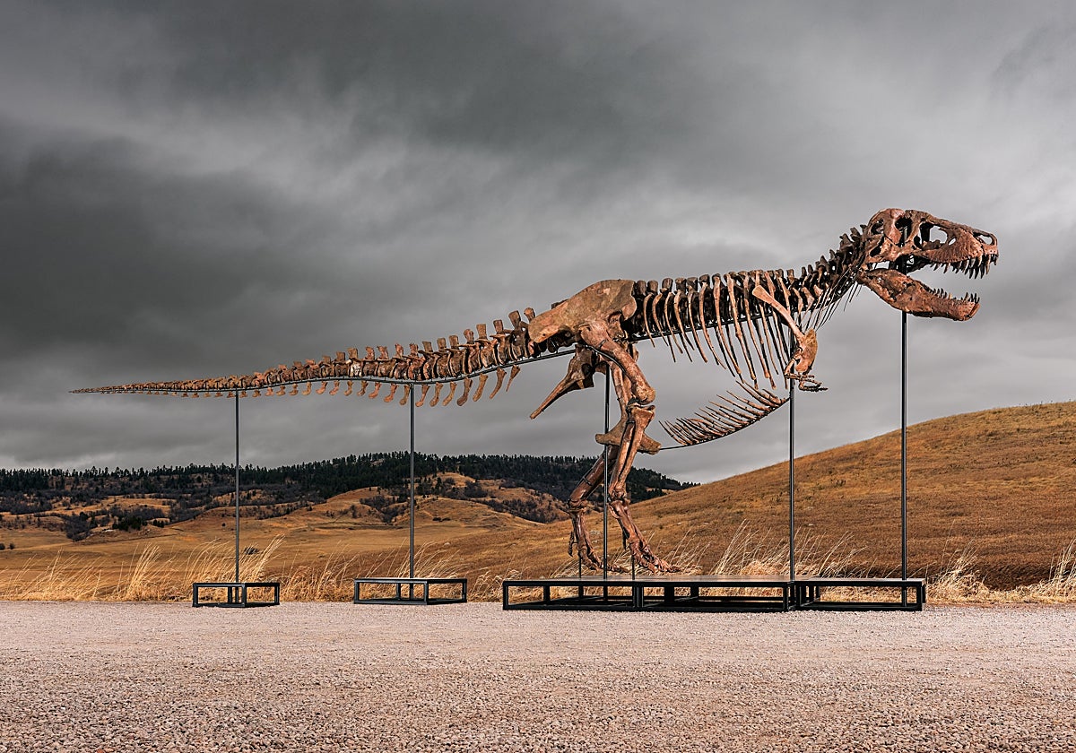 'Gus', el dinosaurio más caro en subasta, vendido por 50,1 millones de dólares