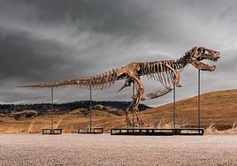 'Gus', el dinosaurio más caro en subasta, vendido por 50,1 millones de dólares