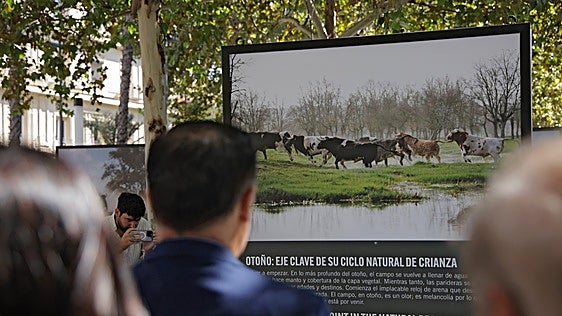 El toro bravo conquista el centro de Sevilla para contar la historia de la dehesa