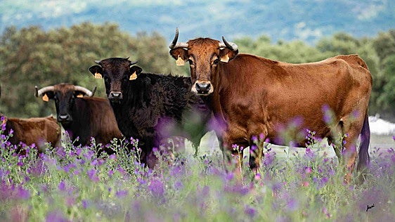 La nueva Estrategia Andaluza de la Tauromaquia protegerá las plazas históricas e impulsará la formación y el relevo generacional en la fiesta