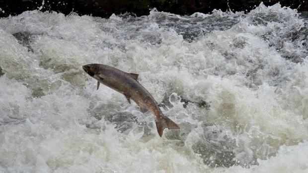 Malos tiempos para el salmón