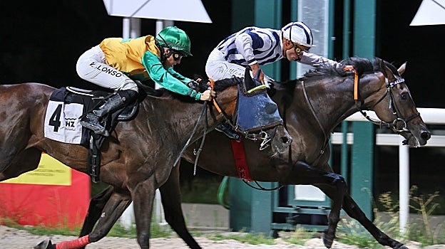 Premio Plantagenet, Macadamia