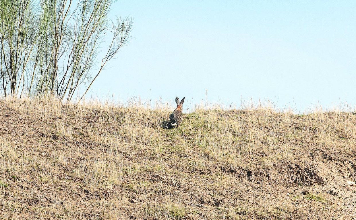 El conejo es una de las especies más consumidas por los predadores
