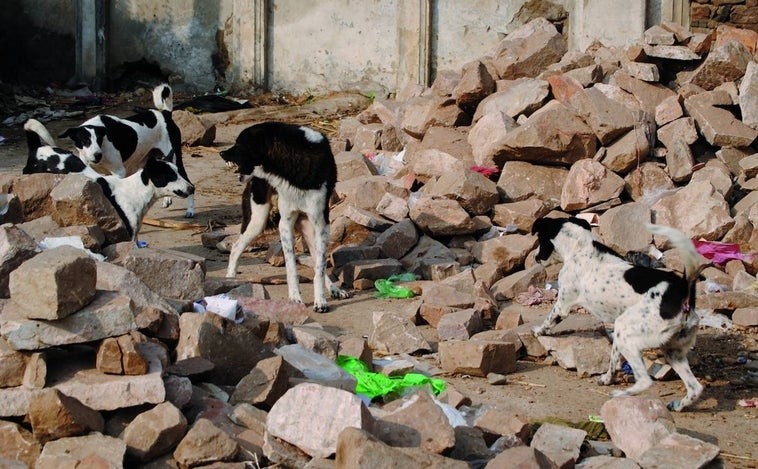 Tenencia responsable de perros, un concepto interiorizado, objeto de manipulación política