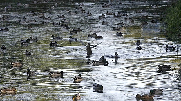 Patos salvajes en Asturias