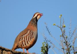 Caza y naturaleza tendrán una sección propia en la web de ABC de Andalucía