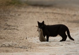 El control de perros errantes y gatos asilvestrados dejará de autorizarse a partir del 29 de septiembre