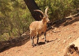 Los cazadores vuelven a ser fundamentales para controlar la sarna en la Cabra Montés en Andalucía