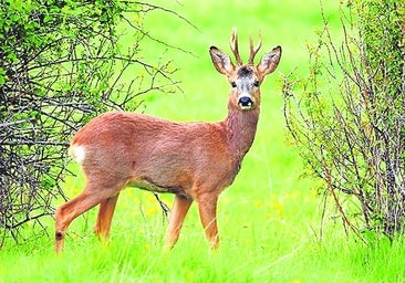 La caza del corzo morisco, la joya del sur