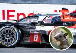 Toyota culpa a una ardilla de su bochornosa derrota en las 24 horas de Le Mans