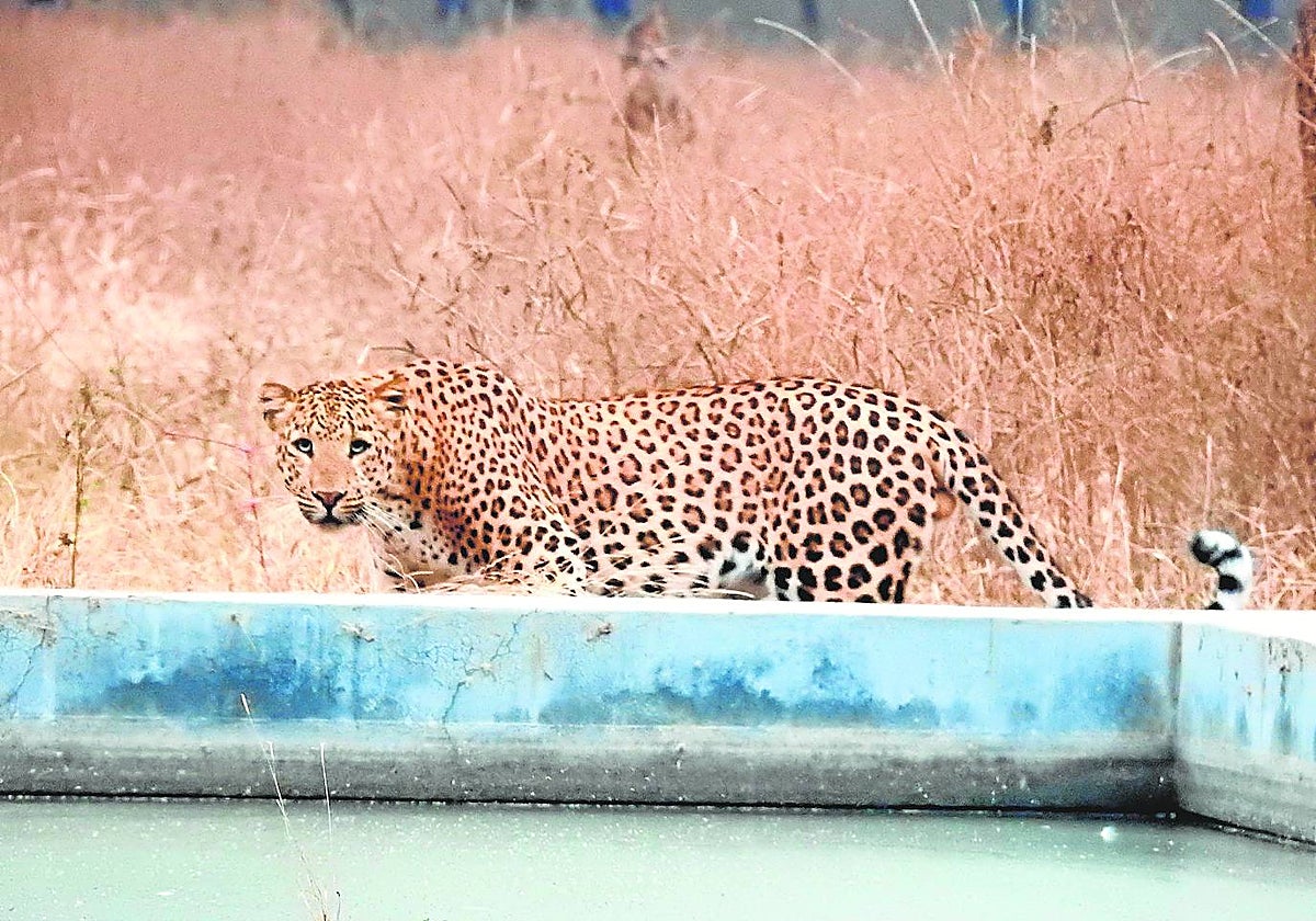 Un imponente leopardo visita un abrevadero en un bosque urbano, en Jaipur, India