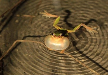 Hibernación de verano