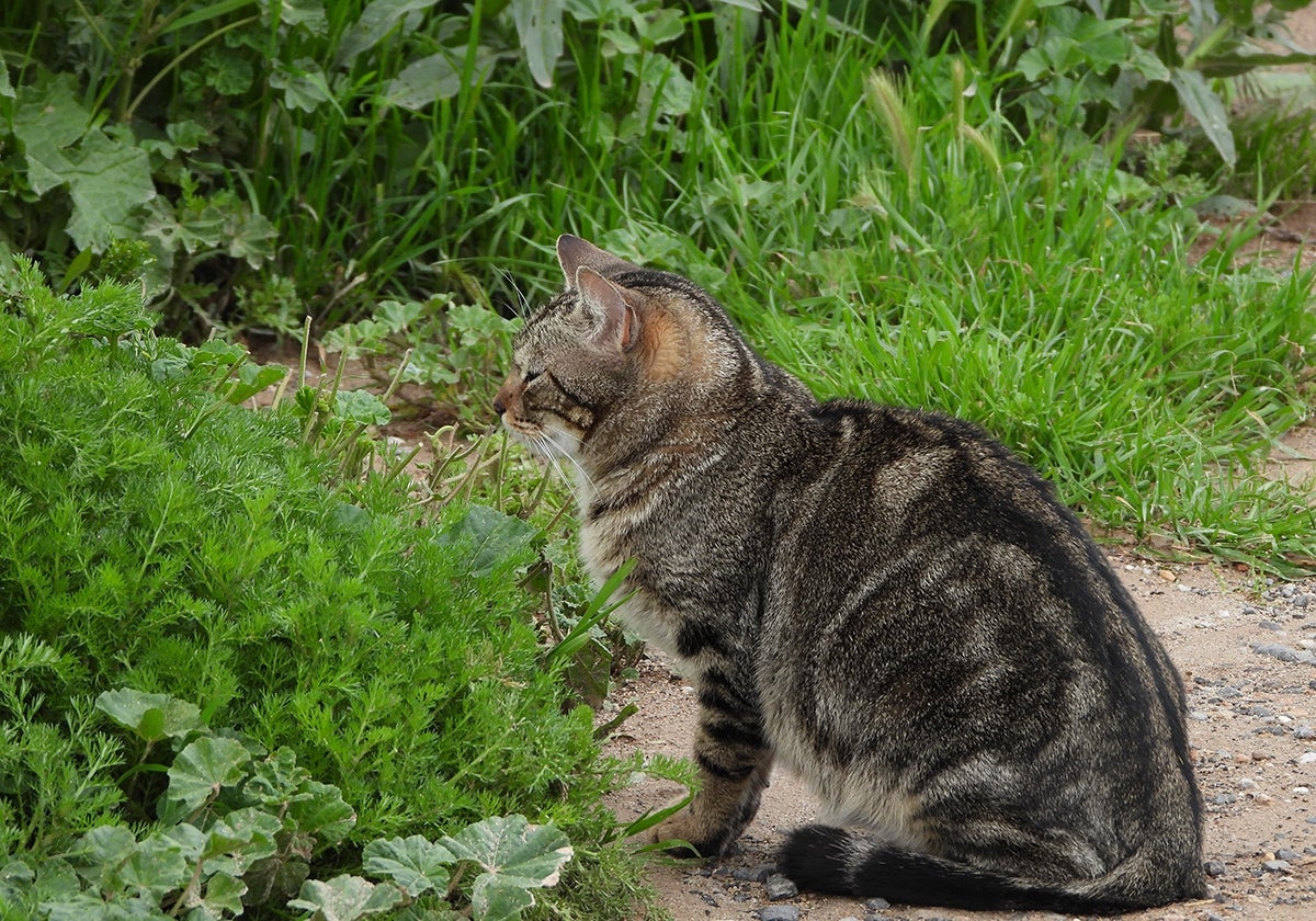 Gato doméstico