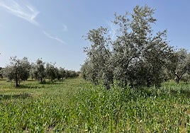 La FAC insta a la Consejería de Sostenibilidad a retrasar el periodo de desbroce para garantizar la conservación