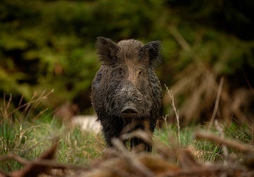 La caza volverá a ser clave para controlar los riesgos por sobrepoblación de jabalíes y cerdos asilvestrados