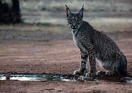 El lince ibérico, un éxito de la conservación, pasa de 94 a más de 2.000 ejemplares en dos décadas