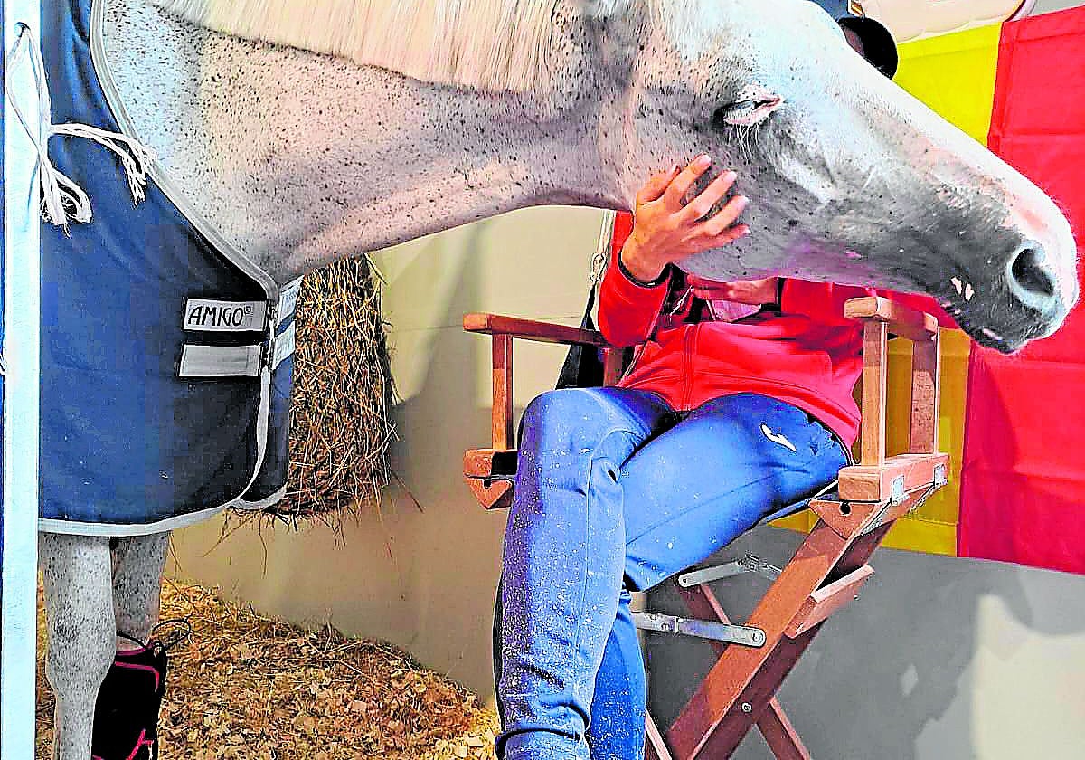 Una yegua recibe tratamiento láser para la regeneración celular